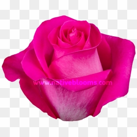Image - Floribunda, HD Png Download - pink roses png