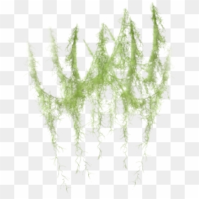 Hanging Moss Png - Transparent Spanish Moss Png, Png Download - moss png
