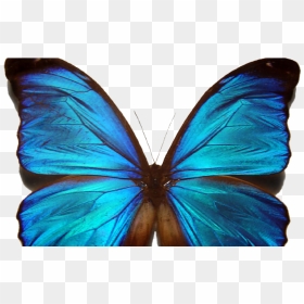 Beautiful Blue Morpho Butterfly, HD Png Download - blue butterfly png