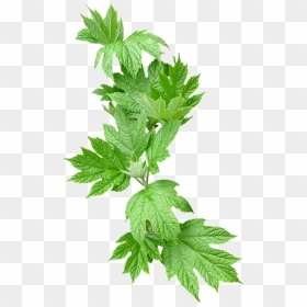Real Greenery Png, Transparent Png - greenery png