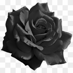 Thumb Image - Black Rose Transparent Background, HD Png Download - black rose png