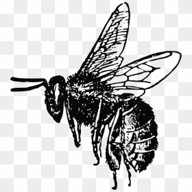 Bees Png Black And White - Realistic Bee Clipart Black And White, Transparent Png - bees png