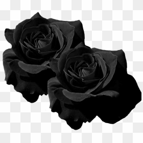 #mq #black #roses #rose #flower #flowers - Transparent Black Flowers Png, Png Download - black rose png