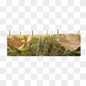 Close-up, Png Download - Grass, Transparent Png - clothespin png