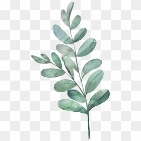 Watercolor Painting Leaf Illustration Watercolor Leaves - Watercolor Green Leaves Png, Transparent Png - watercolor leaves png