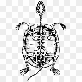 Skeleton Key Clipart, Vector Clip Art Online, Royalty - Turtle Skeleton Clipart, HD Png Download - skeleton key png