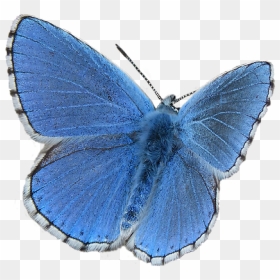 Common Blue Butterfly Png, Transparent Png - blue butterfly png