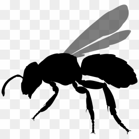Thumb Image - Stingless Bee Icon Png, Transparent Png - bees png