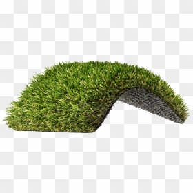 Hedge , Png Download - Lawn, Transparent Png - hedge png