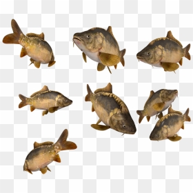 Carp, HD Png Download - lake png