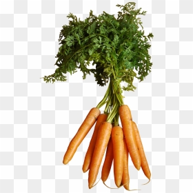 Orange Carrots With Stem - Carrot, HD Png Download - carrots png