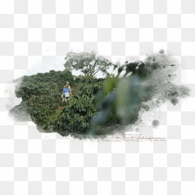 Discover Superbia Through The - Tree, HD Png Download - hedge png
