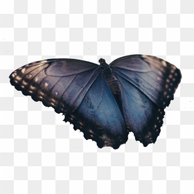 Real Blue Butterfly - Good Grief Malcolm Duncan, HD Png Download - blue butterfly png