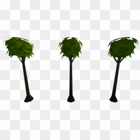 Palm Tree, HD Png Download - hedge png