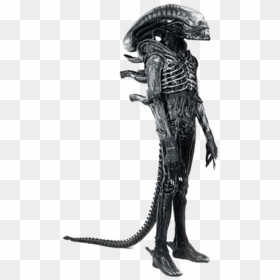 Smg4 Wiki - Bolaji Badejo, HD Png Download - xenomorph png