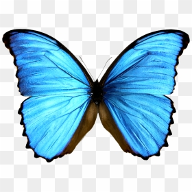 Monarch Butterfly Morpho Menelaus Morphinae Blue - Real Blue And Black Butterfly, HD Png Download - blue butterfly png