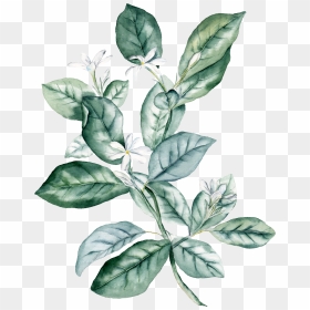 Transparent Watercolor Plants Png - Watercolor Green Leaves Png, Png Download - watercolor leaves png