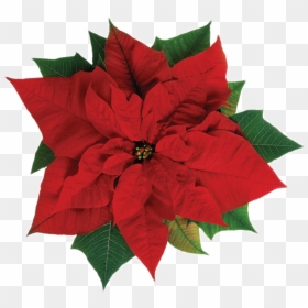 Poinsettia - Marigold October Flower Tattoo, HD Png Download - greenery png