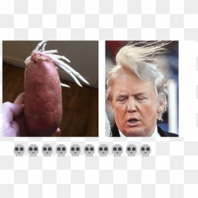 Funny Donald Trump Memes - Maybe Hes Born With It Maybe Its Covfefe, HD Png Download - donald trump hair png