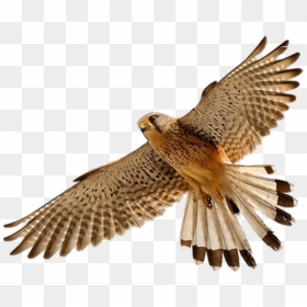 Free Png Images - Falcon Png, Transparent Png - falcon png