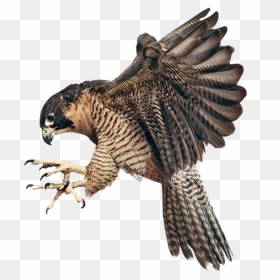 Falcon Png Image Background - Peregrine Falcons Grabbing A Bird, Transparent Png - falcon png