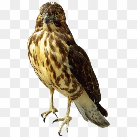 Transparent Falcon Png, Png Download - falcon png
