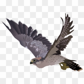 Falcon Png Transparent Image - Falcon Clipart No Background, Png Download - falcon png