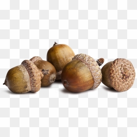 Acorn Png Transparent, Png Download - acorn png