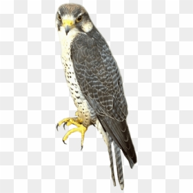Free Png Images - Transparent Background Peregrine Falcon Png, Png Download - falcon png