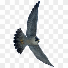 Thumb Image - Transparent Peregrine Falcon Png, Png Download - falcon png