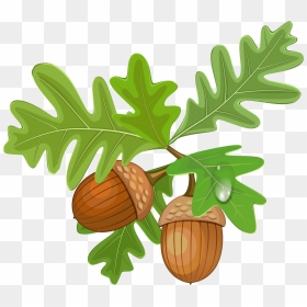 Acorn Png Image - Acorn With Leaves Clipart, Transparent Png - acorn png