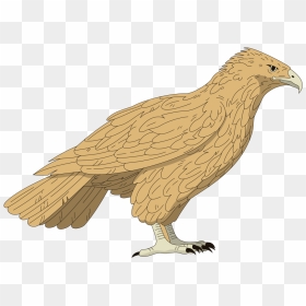 Name Of Birds In Arabic, HD Png Download - falcon png