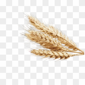 Png Image Purepng Free - Wheat Transparent Background, Png Download - grain png