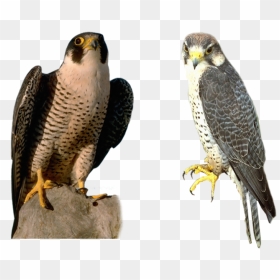 Grab And Download Falcon Png Clipart - Falcon With Transparent Background, Png Download - falcon png
