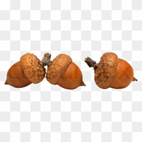 Acorn Png High-quality Image - Acorn White Background, Transparent Png - acorn png