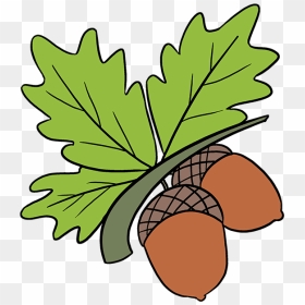 How To Draw Acorns - Acorns Drawing, HD Png Download - acorn png