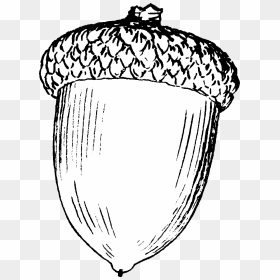 Drawing Of An Acorn , Png Download - Drawing Of An Acorn, Transparent Png - acorn png