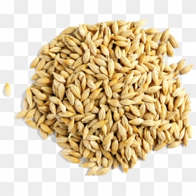Barley Grain Png Free Download - Barley Grain, Transparent Png - grain png