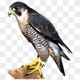 Falcon Png Image - Falcon Bird, Transparent Png - falcon png