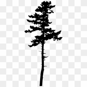 Tree Silhouette Transparent, HD Png Download - pine tree silhouette png