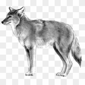 Coyote - Wolfdog, HD Png Download - coyote png
