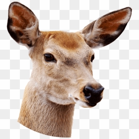Female Deer Close Up Clip Arts - Deer With White Background, HD Png Download - deer silhouette png