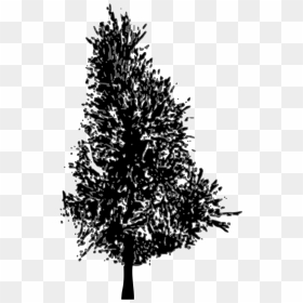 Pine Tree Clipart Silhouette Graphic Library Pine Tree - Silhouette Vector Pine Trees, HD Png Download - pine tree silhouette png