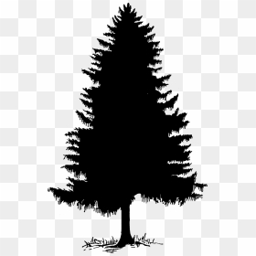 Clip Art Tree Silhouette Cedar Pine - Cedar Tree Clip Art, HD Png Download - pine tree silhouette png