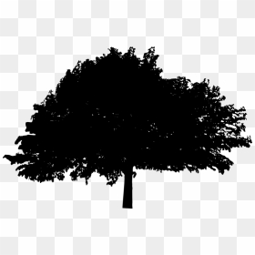 Transparent Pine Tree Silhouette Png - Oak Tree Silhouette Png, Png Download - pine tree silhouette png