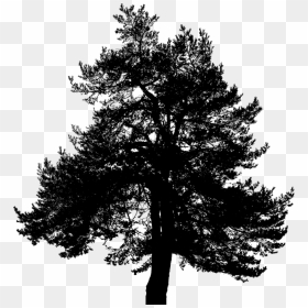 Transparent Pine Tree Silhouette Png - Vector Graphics, Png Download - pine tree silhouette png