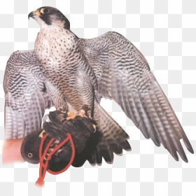 Hawk, HD Png Download - falcon png