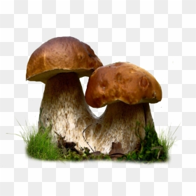 Thumb Image - Edible Mushrooms, HD Png Download - mushrooms png