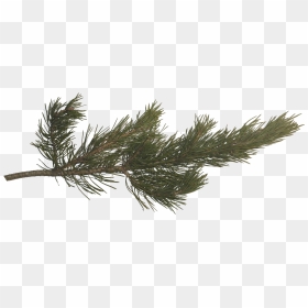 Pin By Q On Ins - Pine Tree Branches Png, Transparent Png - pine tree silhouette png