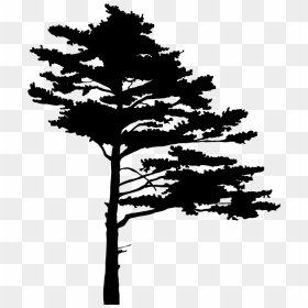 Silhouette, HD Png Download - pine tree silhouette png